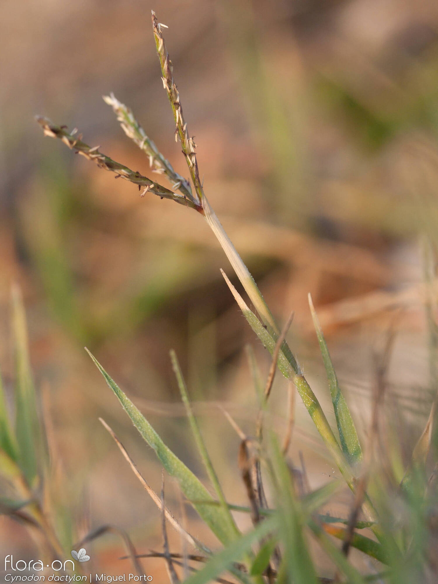 Cynodon