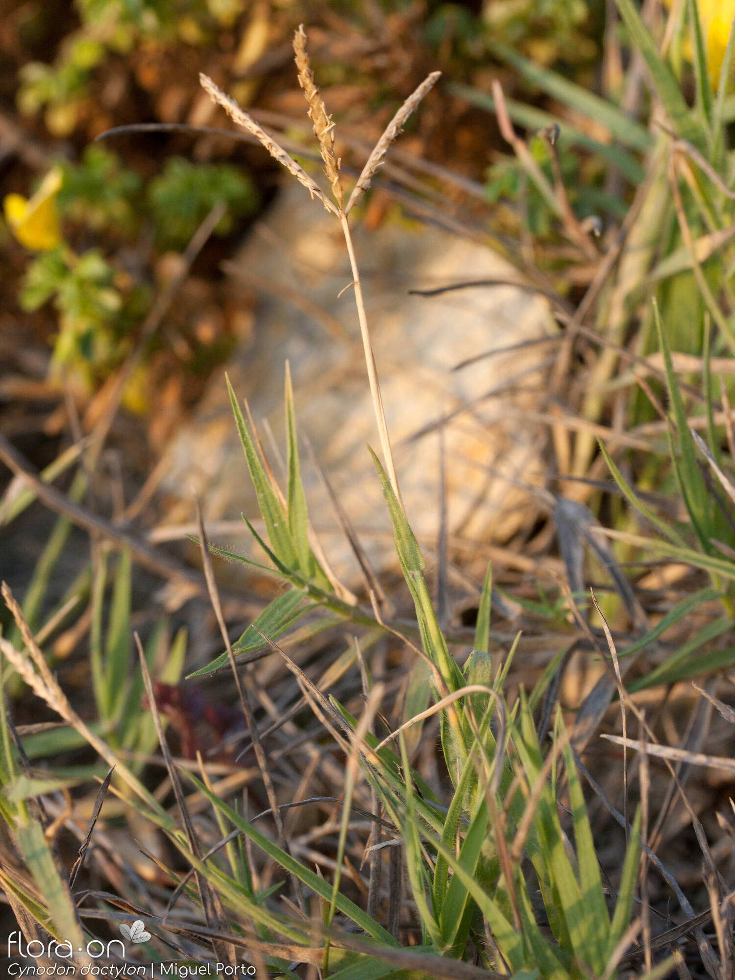 Cynodon dactylon - Hábito | Miguel Porto; CC BY-NC 4.0