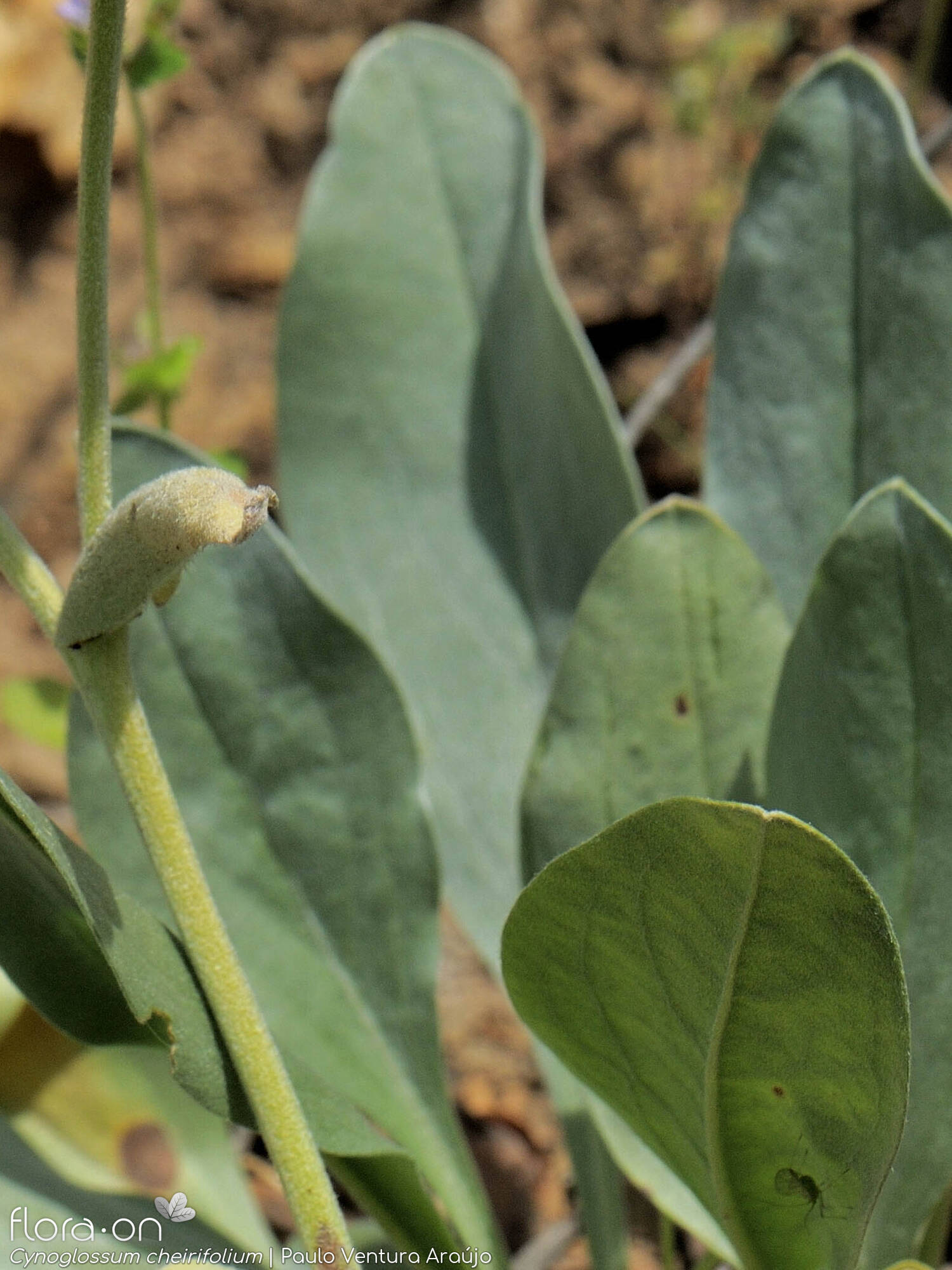 Cynoglossum cheirifolium - Folha (geral) | Paulo Ventura Araújo; CC BY-NC 4.0