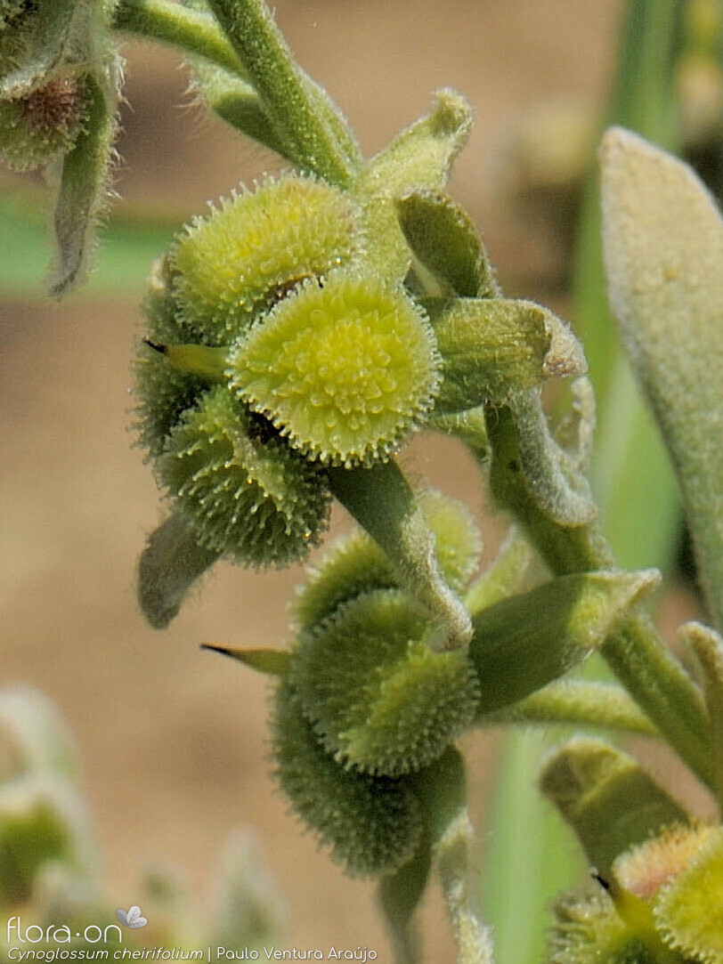 Cynoglossum cheirifolium - Fruto | Paulo Ventura Araújo; CC BY-NC 4.0