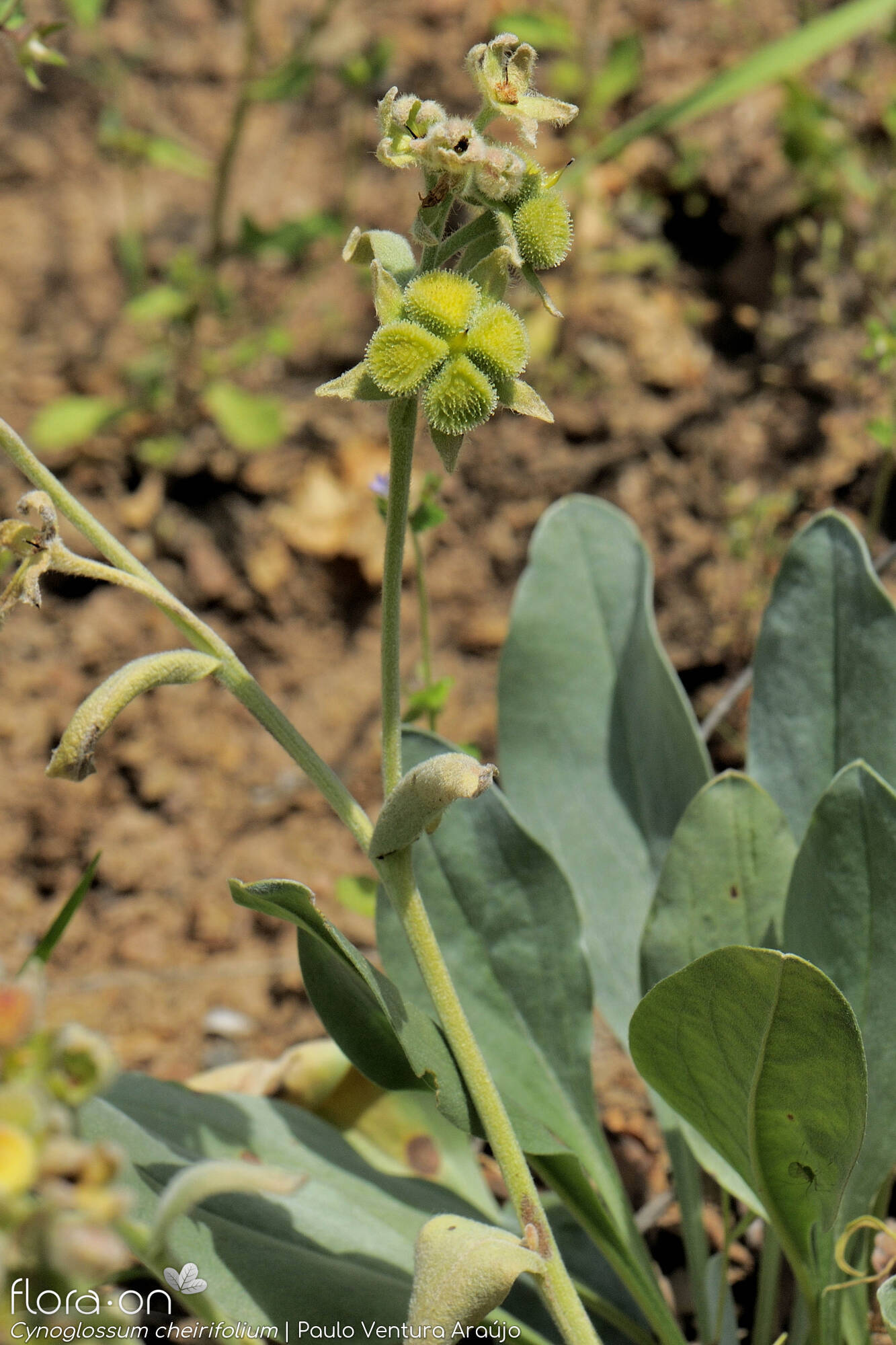 Cynoglossum cheirifolium - Hábito | Paulo Ventura Araújo; CC BY-NC 4.0