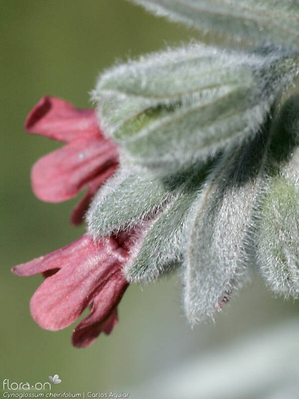 Cynoglossum cheirifolium - Flor (close-up) | Carlos Aguiar; CC BY-NC 4.0