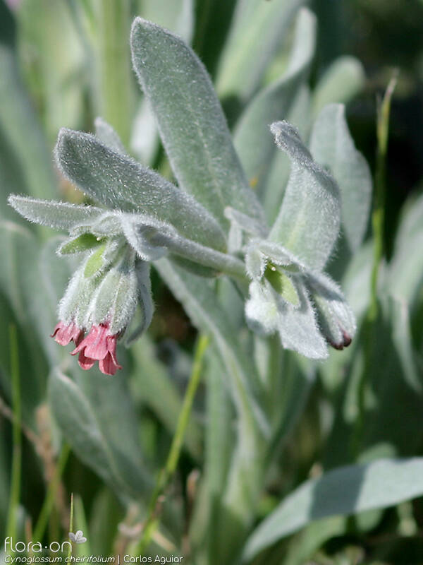 Cynoglossum cheirifolium - Flor (geral) | Carlos Aguiar; CC BY-NC 4.0