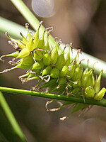 Cyperaceae