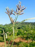 Cyperaceae