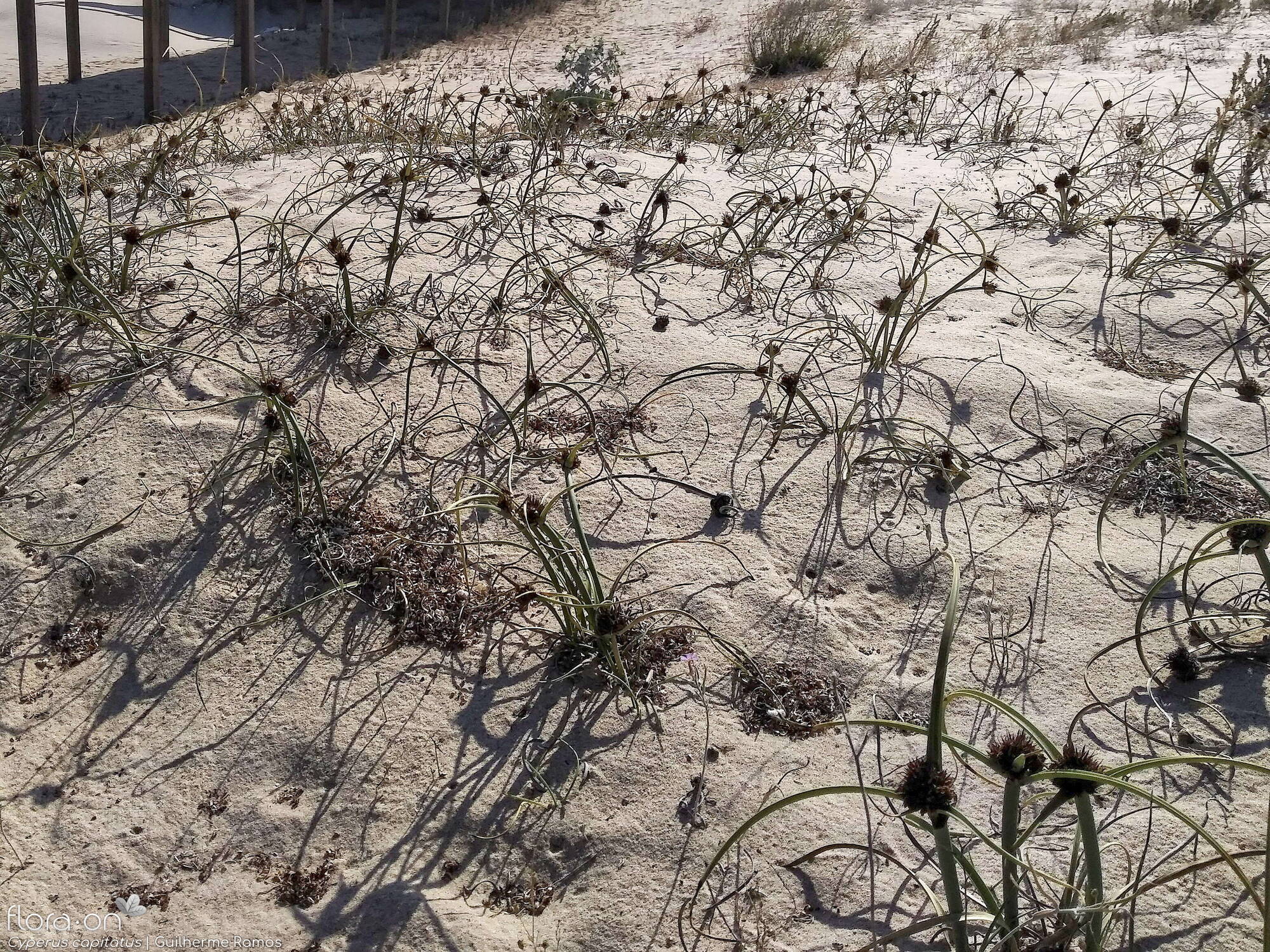 Cyperus capitatus - Habitat | Guilherme Ramos; CC BY-NC 4.0