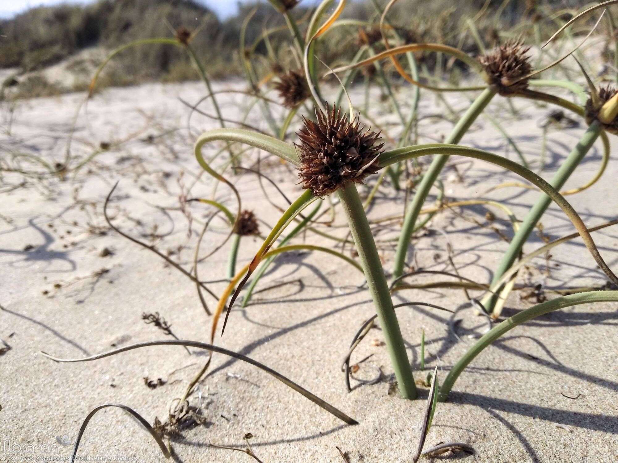 Cyperus capitatus - Hábito | Guilherme Ramos; CC BY-NC 4.0