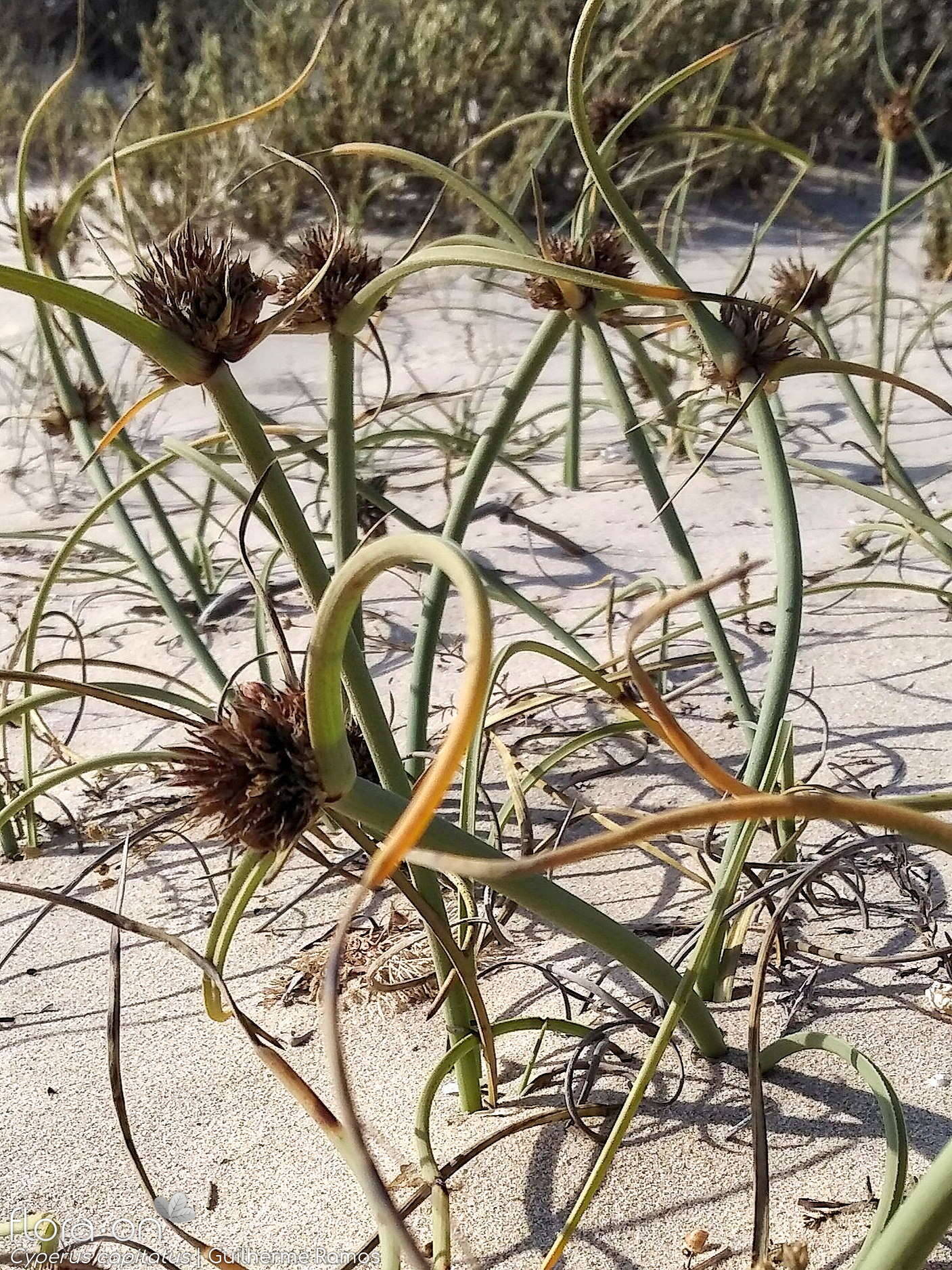 Cyperus capitatus - Hábito | Guilherme Ramos; CC BY-NC 4.0