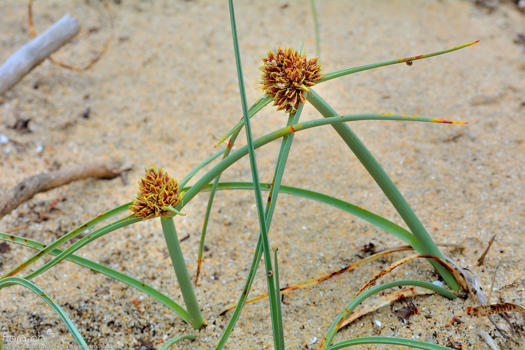 Cyperus capitatus - Flor (geral) | Paulo Ventura Araújo; CC BY-NC 4.0