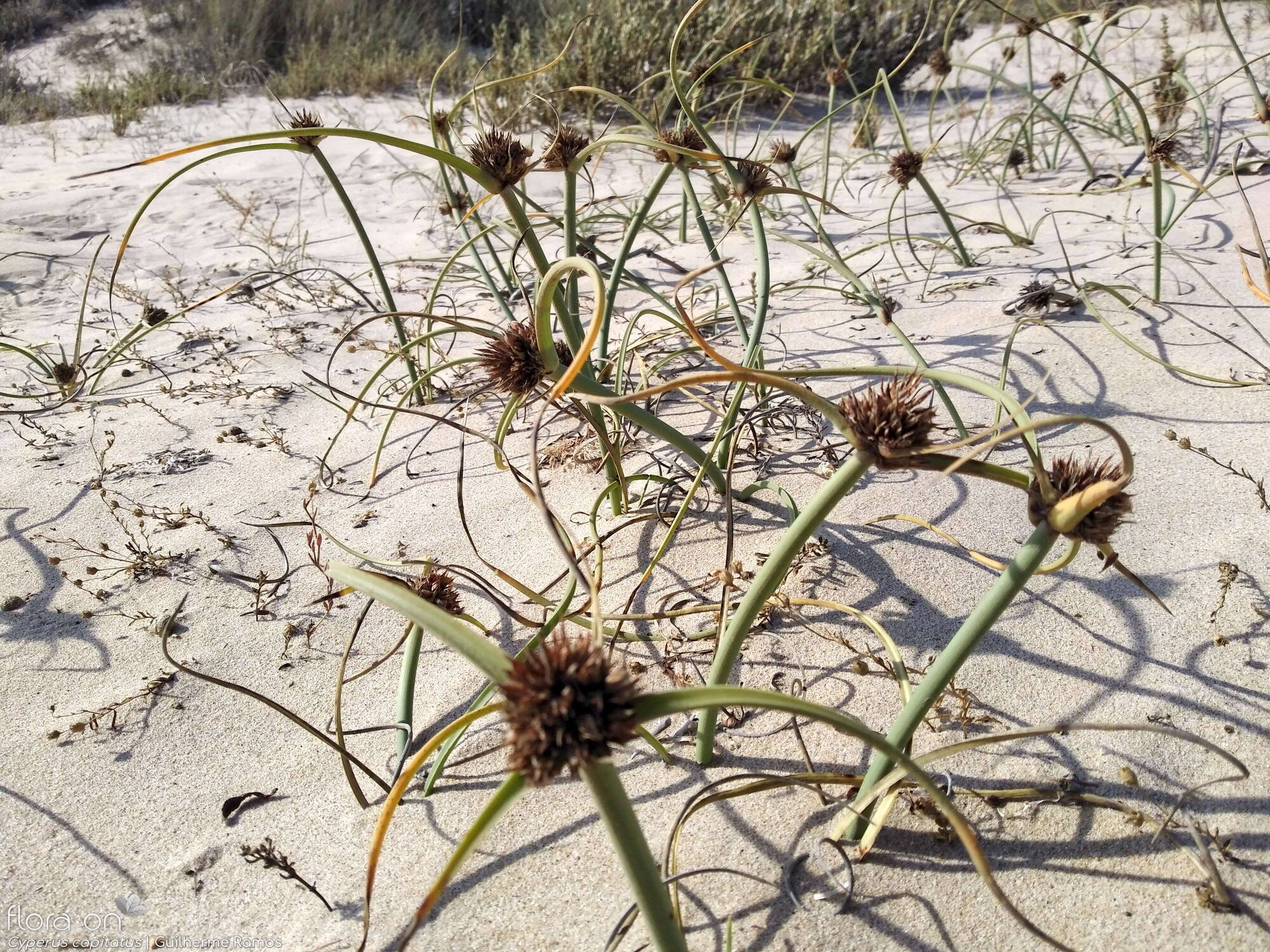 Cyperus capitatus - Hábito | Guilherme Ramos; CC BY-NC 4.0