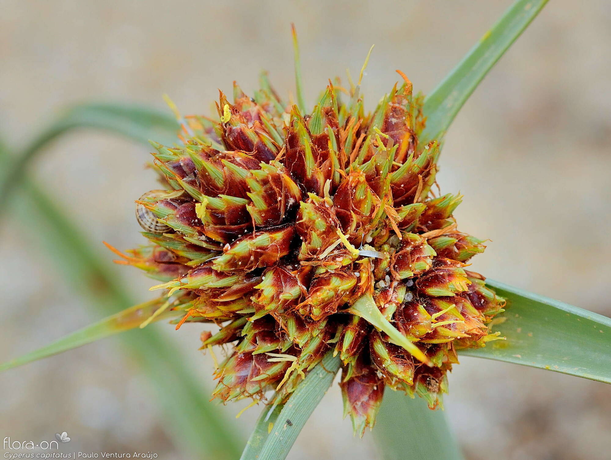 Cyperus capitatus - Flor (close-up) | Paulo Ventura Araújo; CC BY-NC 4.0