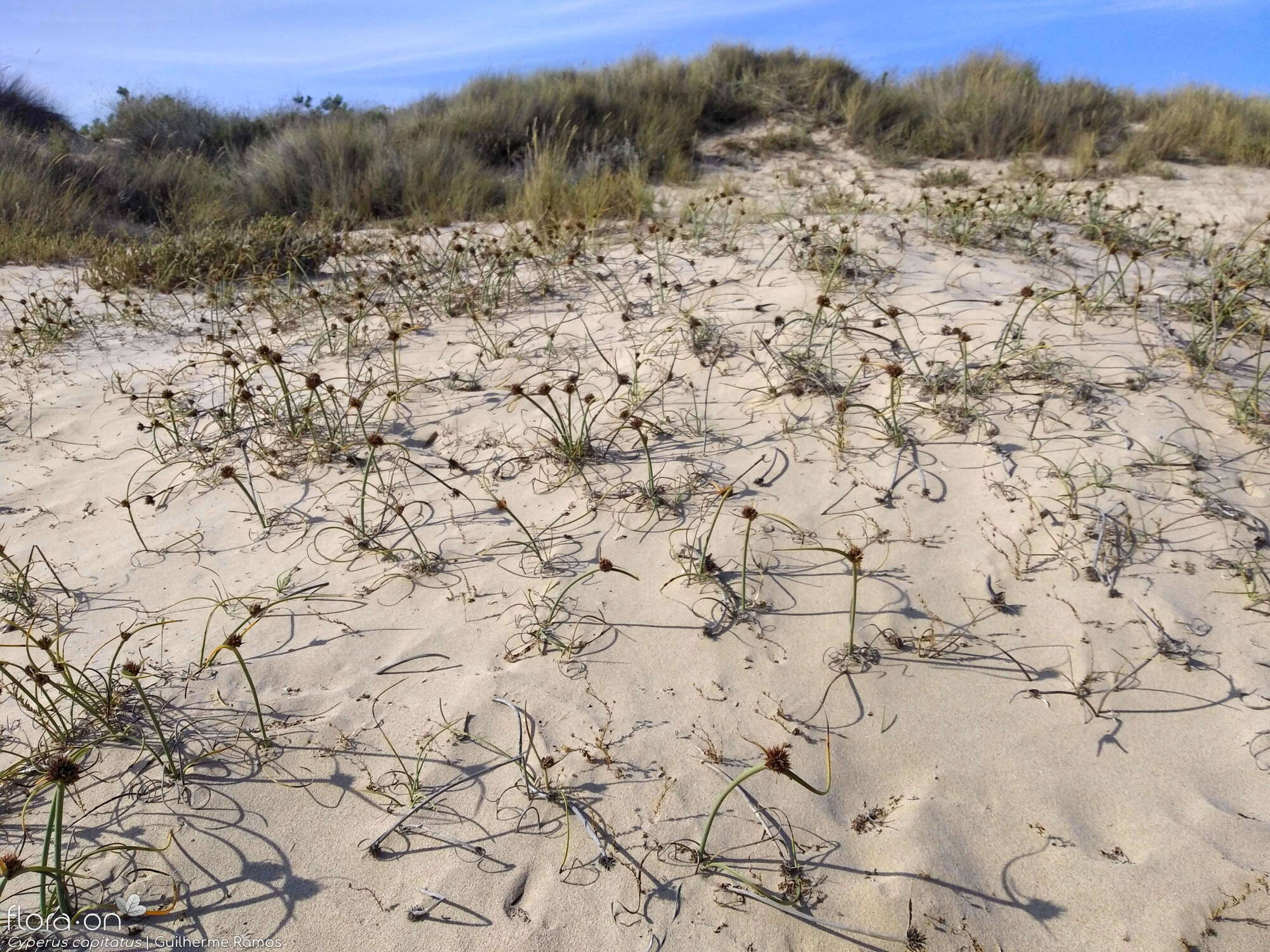 Cyperus capitatus - Habitat | Guilherme Ramos; CC BY-NC 4.0