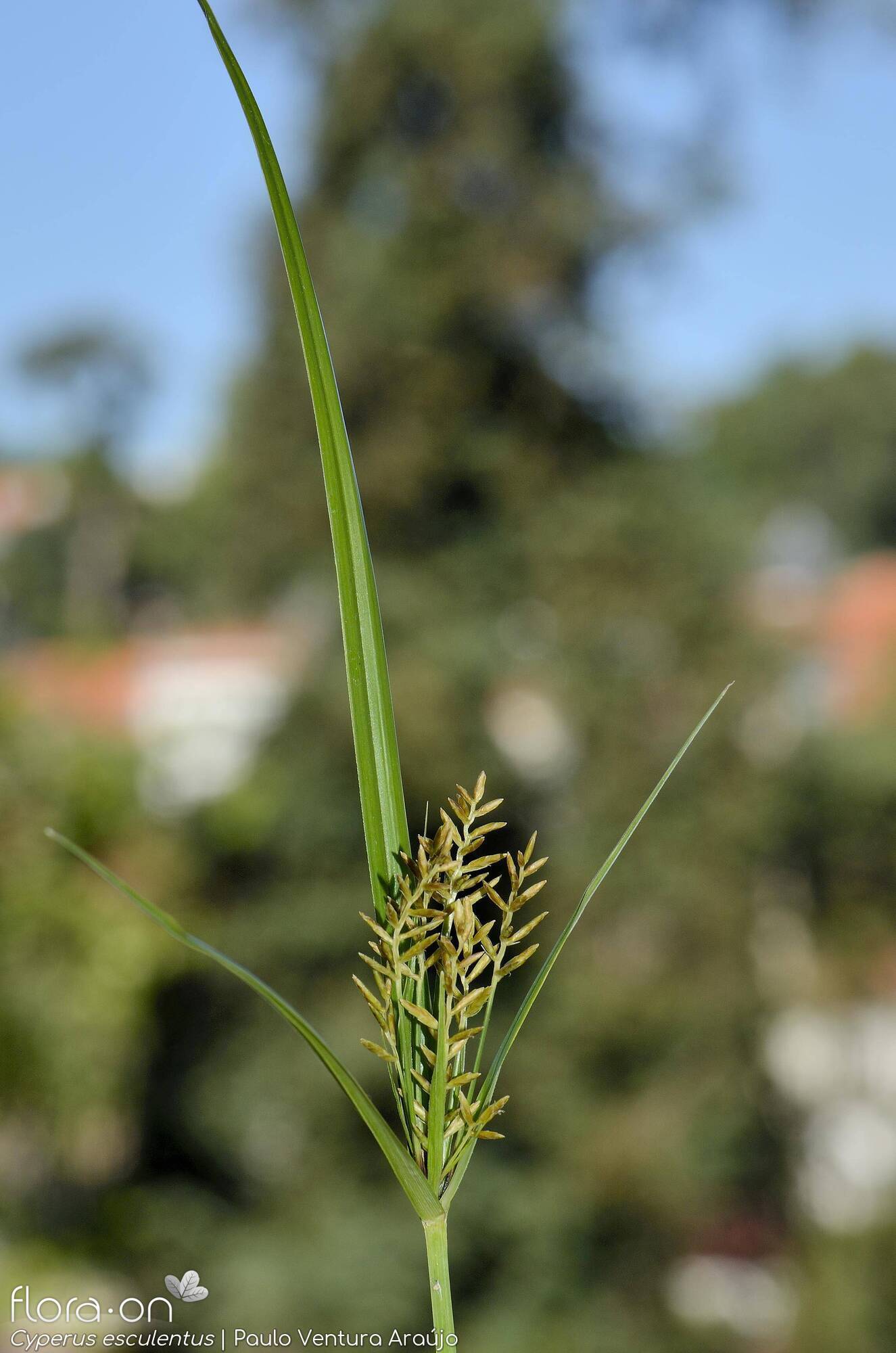 Cyperus esculentus - Flor (geral) | Paulo Ventura Araújo; CC BY-NC 4.0