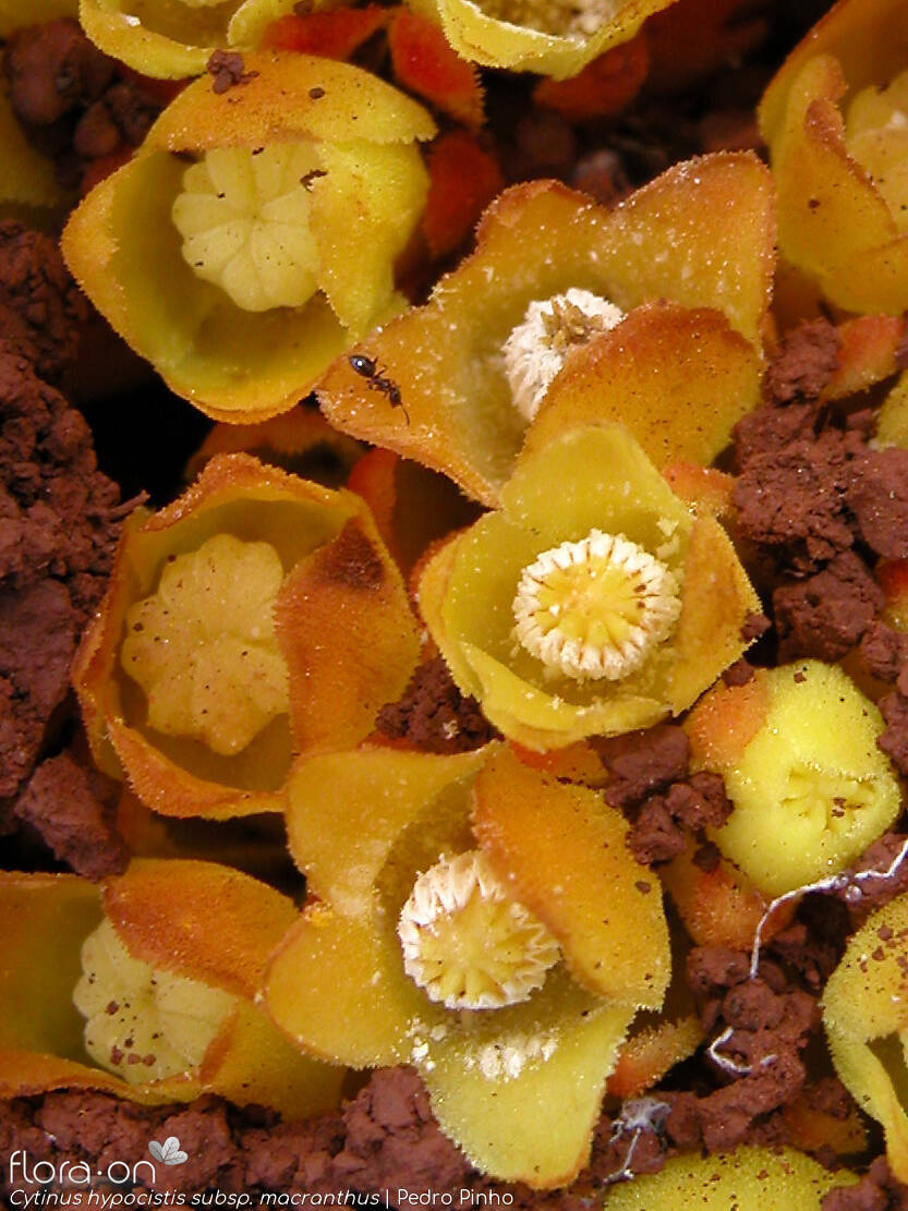 Cytinus hypocistis - Flor (close-up) | Pedro Pinho; CC BY-NC 4.0