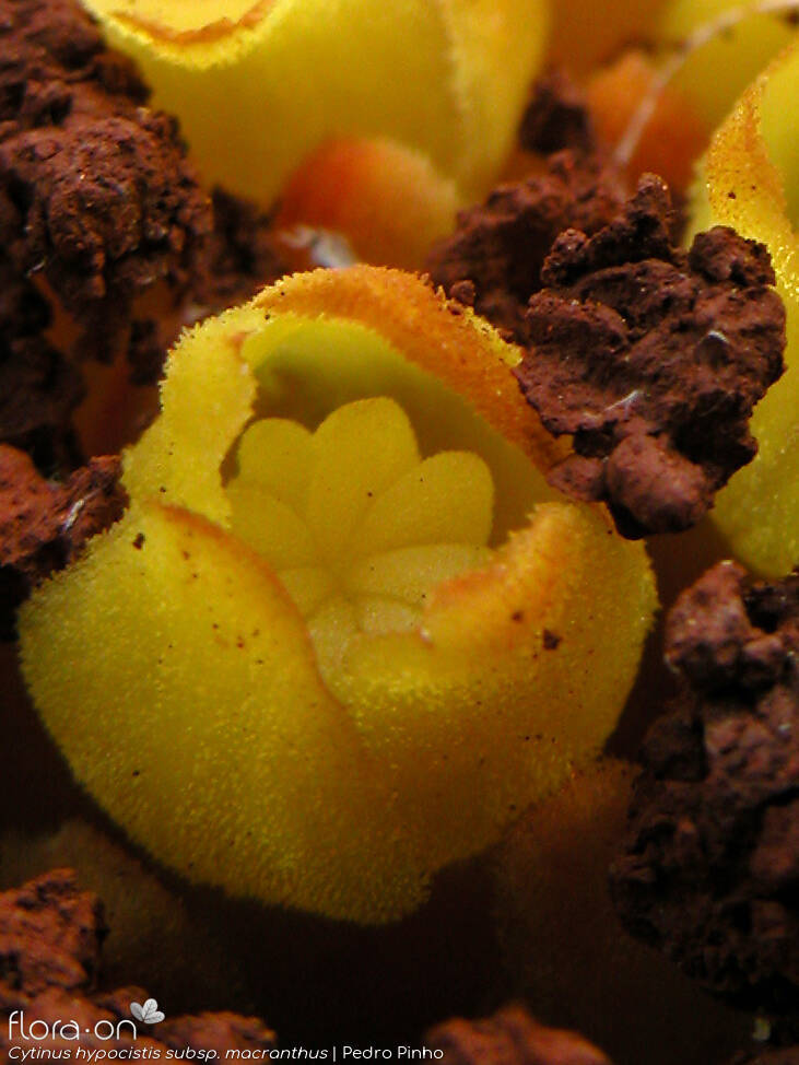 Cytinus hypocistis - Flor (close-up) | Pedro Pinho; CC BY-NC 4.0
