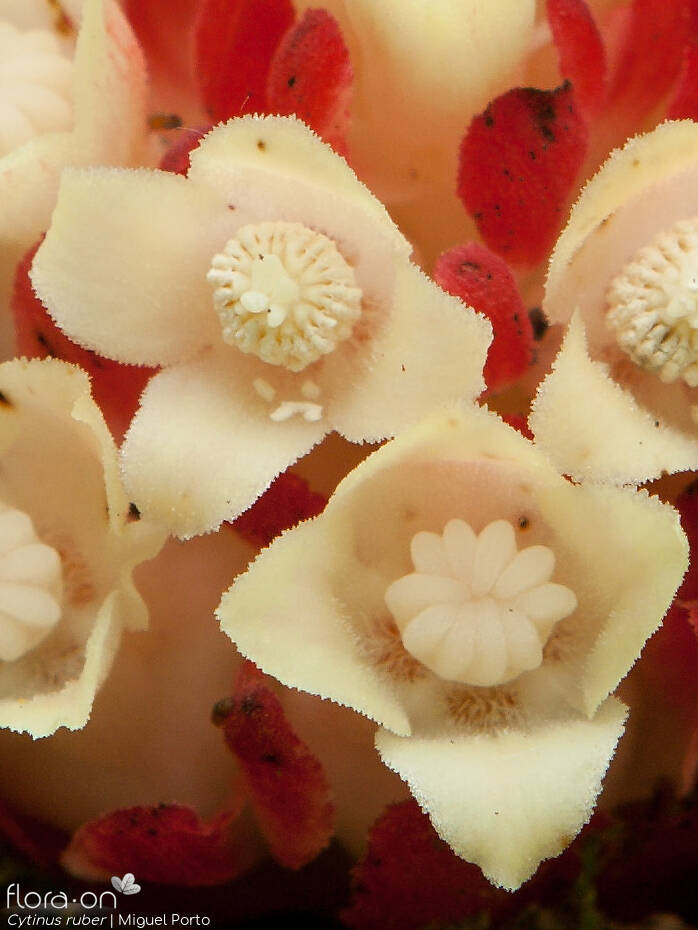 Cytinus ruber - Flor (close-up) | Miguel Porto; CC BY-NC 4.0