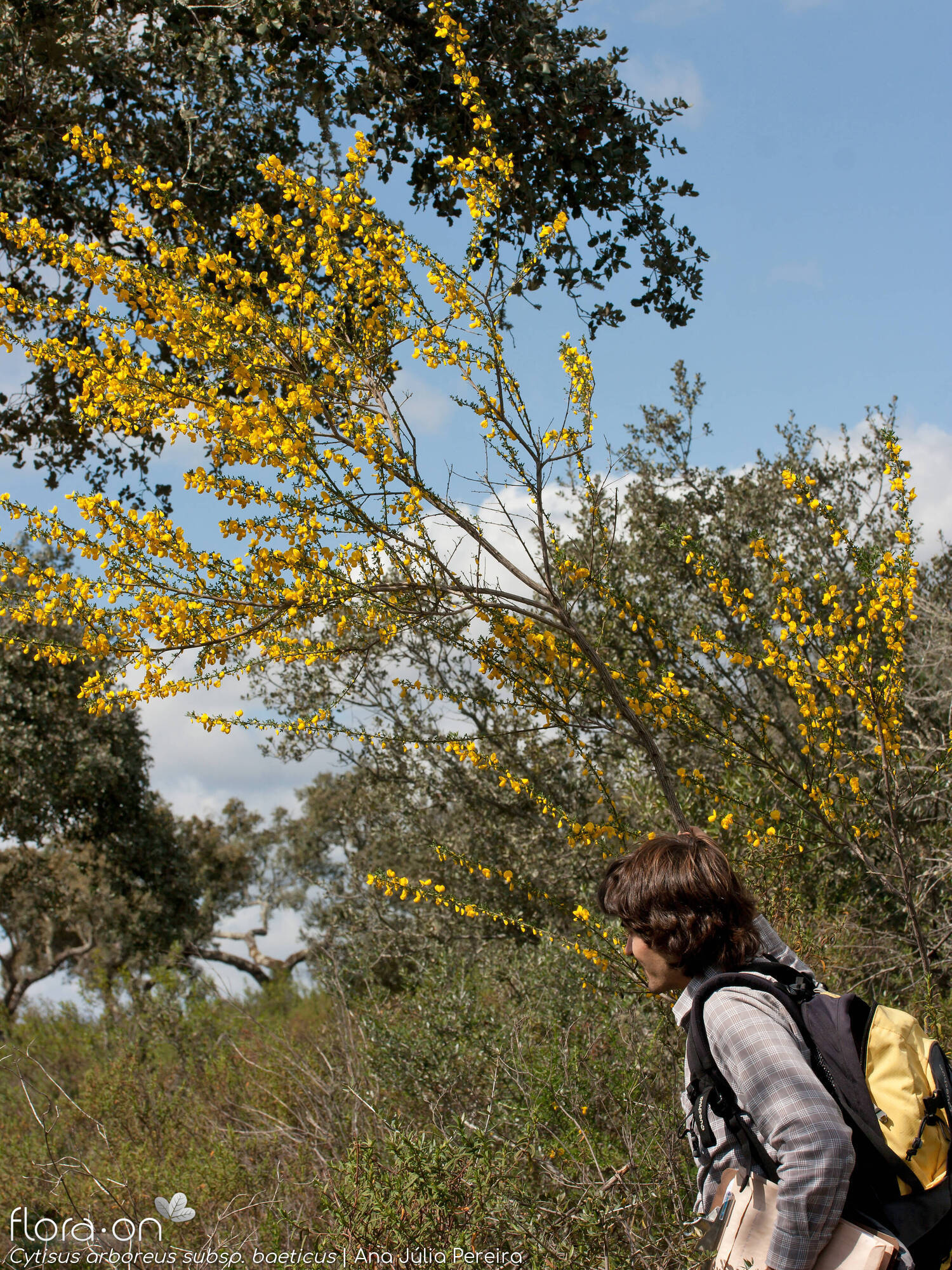 Cytisus arboreus baeticus - Hábito | Ana Júlia Pereira; CC BY-NC 4.0