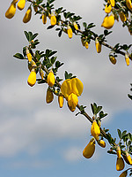 Cytisus arboreus