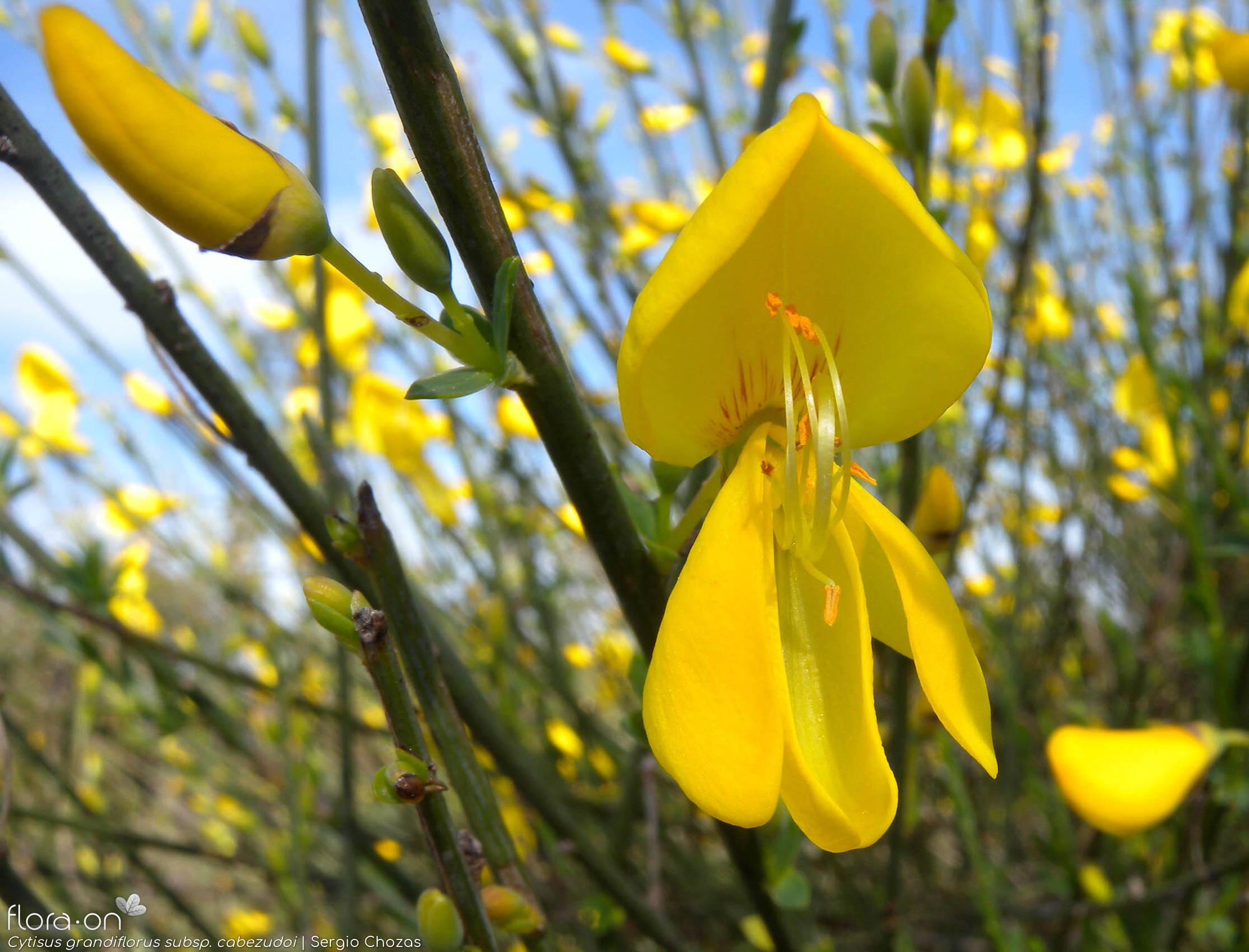 Cytisus grandiflorus - Flor (close-up) | Sergio Chozas; CC BY-NC 4.0
