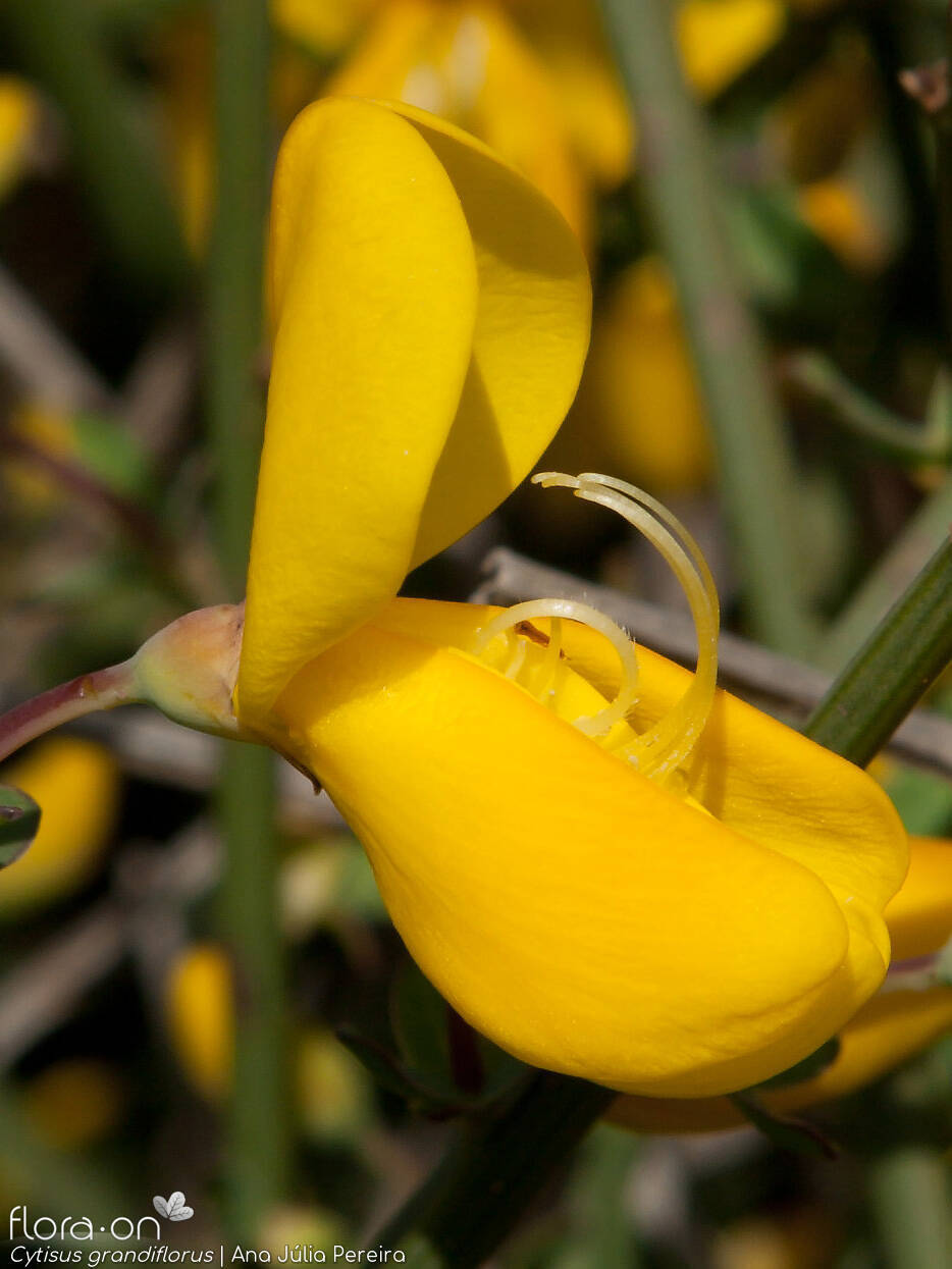 Cytisus grandiflorus - Flor (close-up) | Ana Júlia Pereira; CC BY-NC 4.0