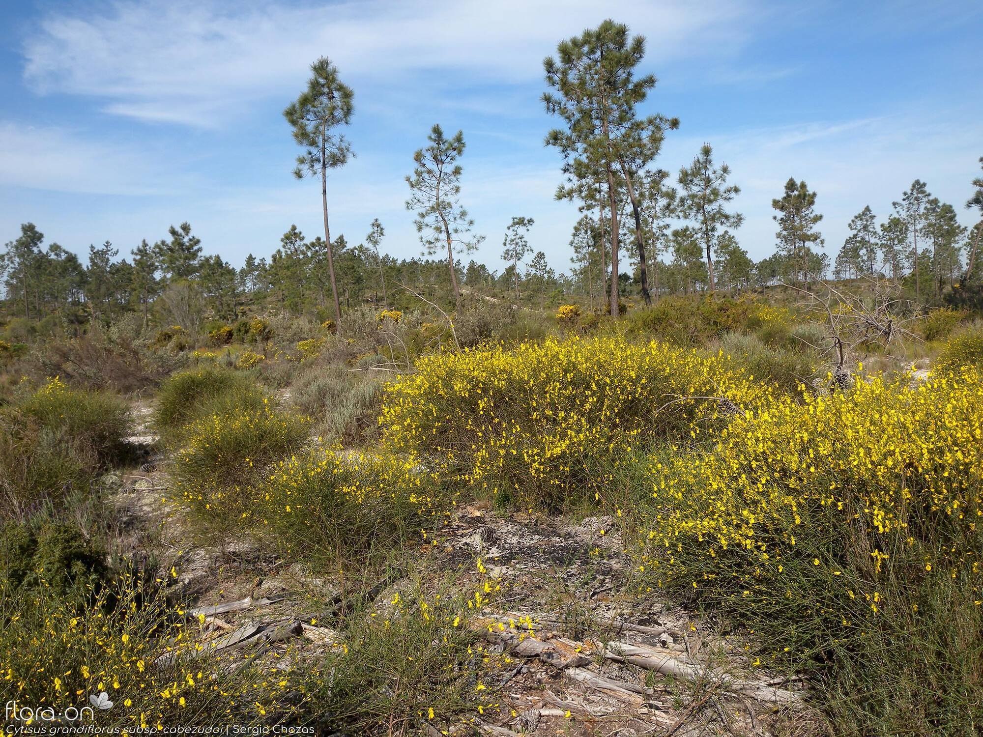 Cytisus grandiflorus - Habitat | Sergio Chozas; CC BY-NC 4.0