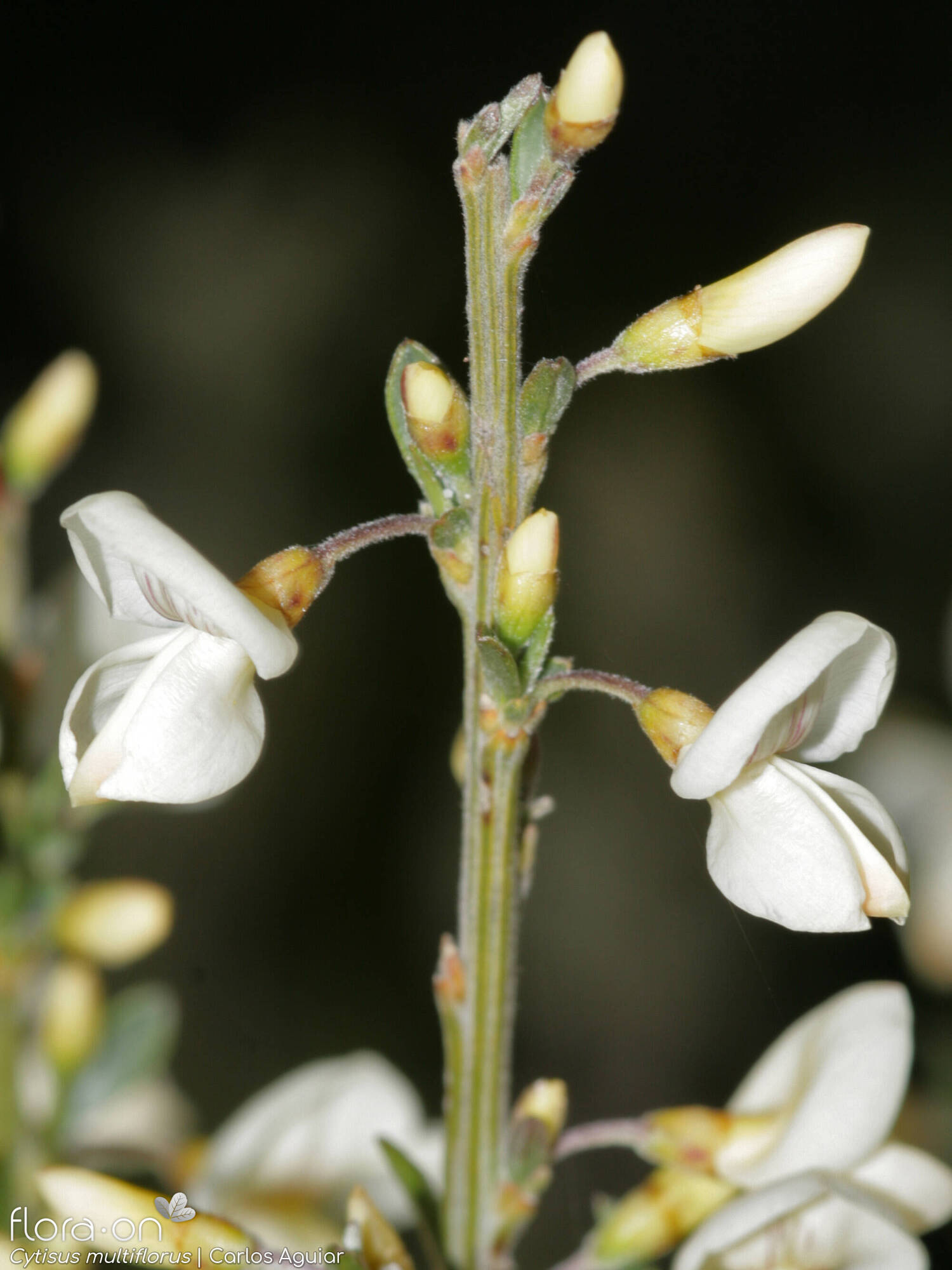 Cytisus multiflorus - Flor (geral) | Carlos Aguiar; CC BY-NC 4.0
