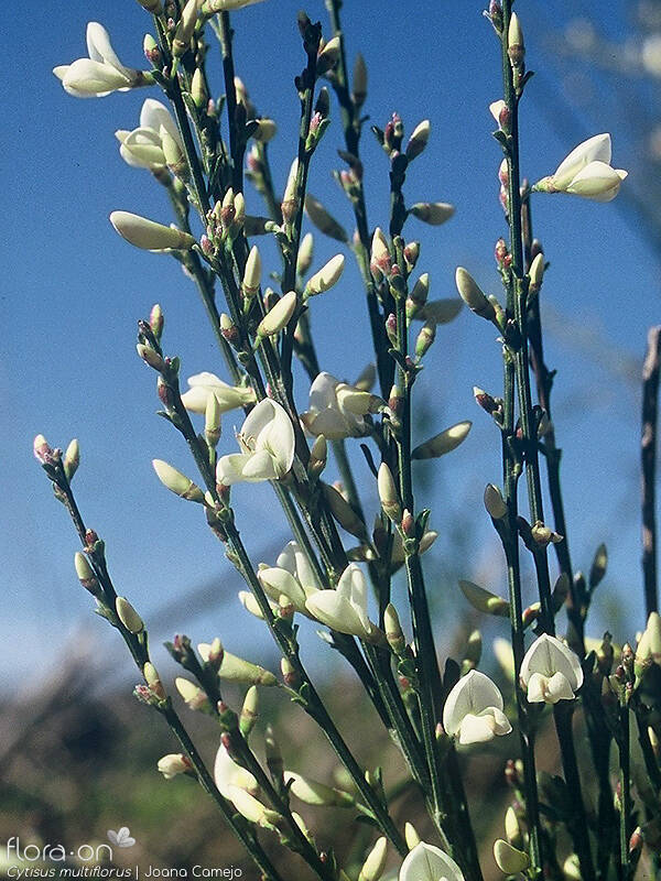 Cytisus multiflorus - Flor (geral) | Joana Camejo; CC BY-NC 4.0