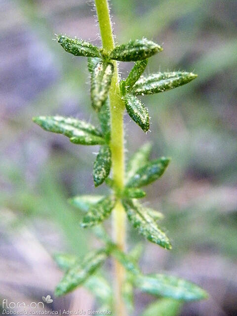 Daboecia cantabrica - Folha | Adelaide Clemente; CC BY-NC 4.0