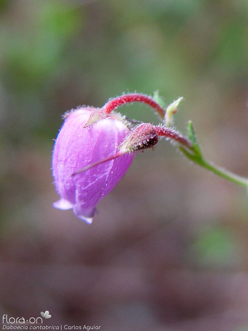 Daboecia cantabrica - Flor (close-up) | Carlos Aguiar; CC BY-NC 4.0