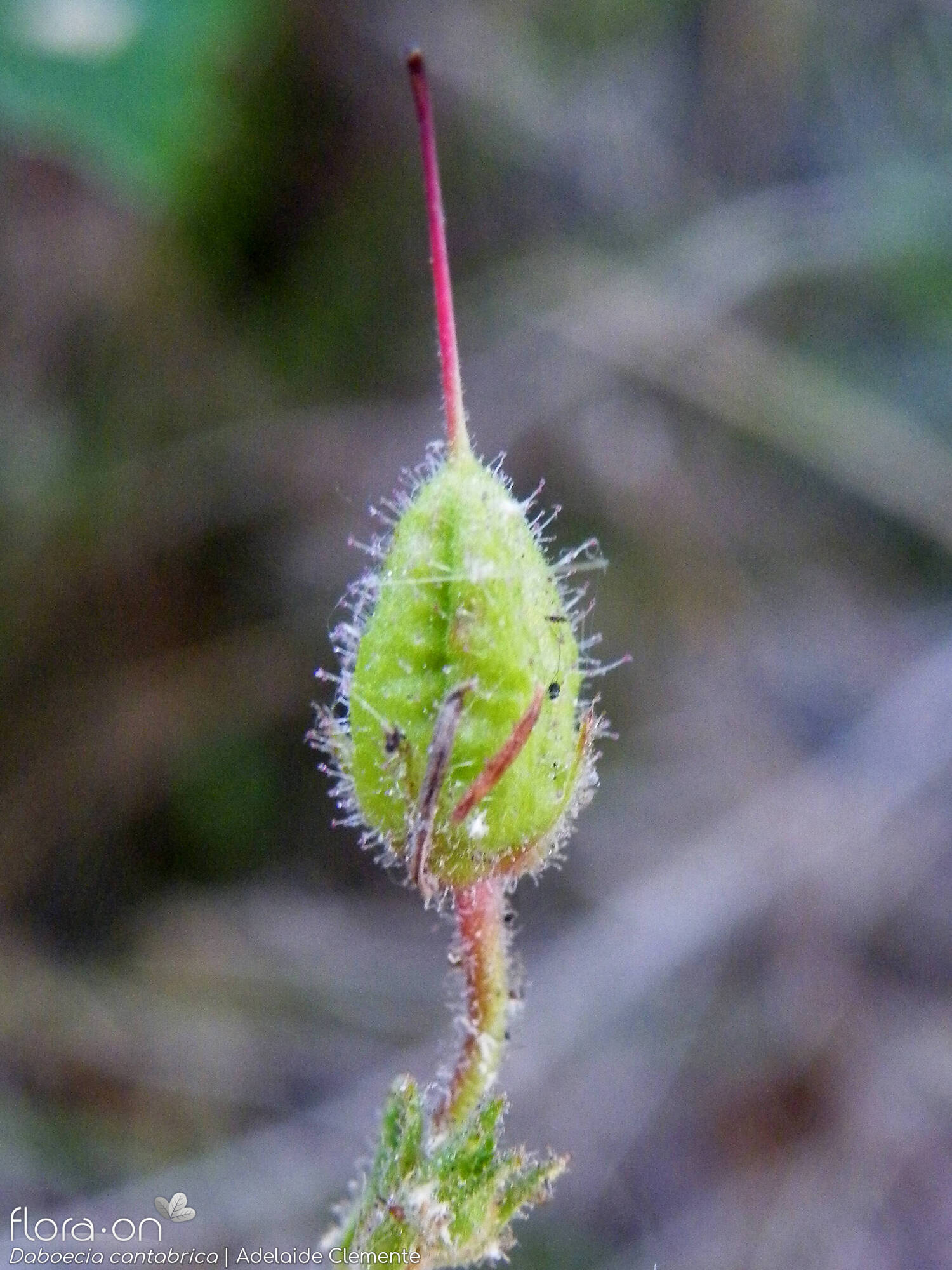 Daboecia cantabrica - Fruto | Adelaide Clemente; CC BY-NC 4.0