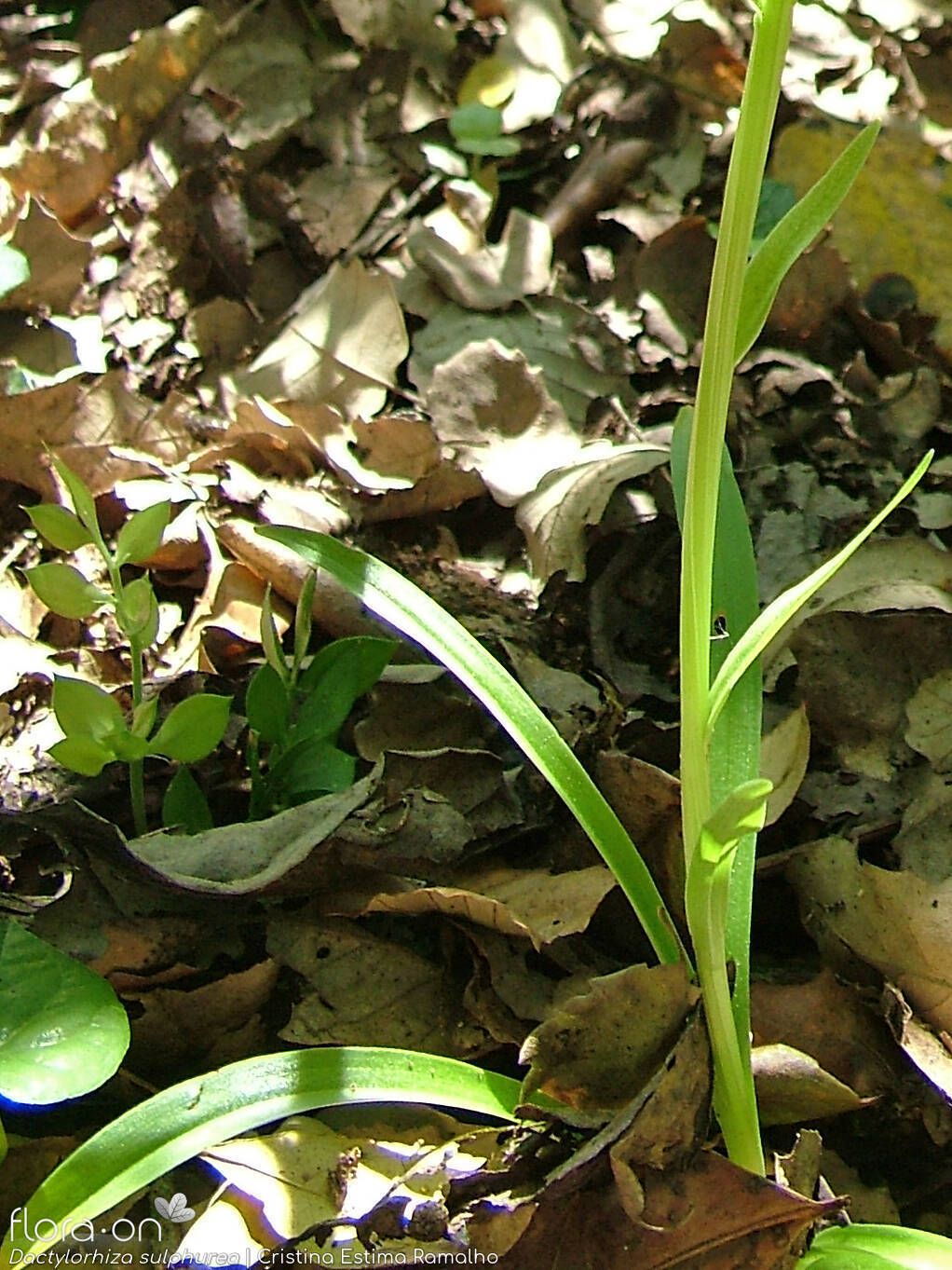 Dactylorhiza sulphurea - Folha | Cristina Estima Ramalho; CC BY-NC 4.0