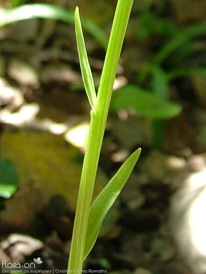 Dactylorhiza sulphurea - Caule | Cristina Estima Ramalho; CC BY-NC 4.0