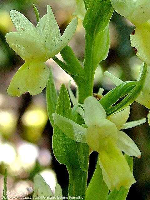 Dactylorhiza sulphurea - Flor (close-up) | Cristina Estima Ramalho; CC BY-NC 4.0