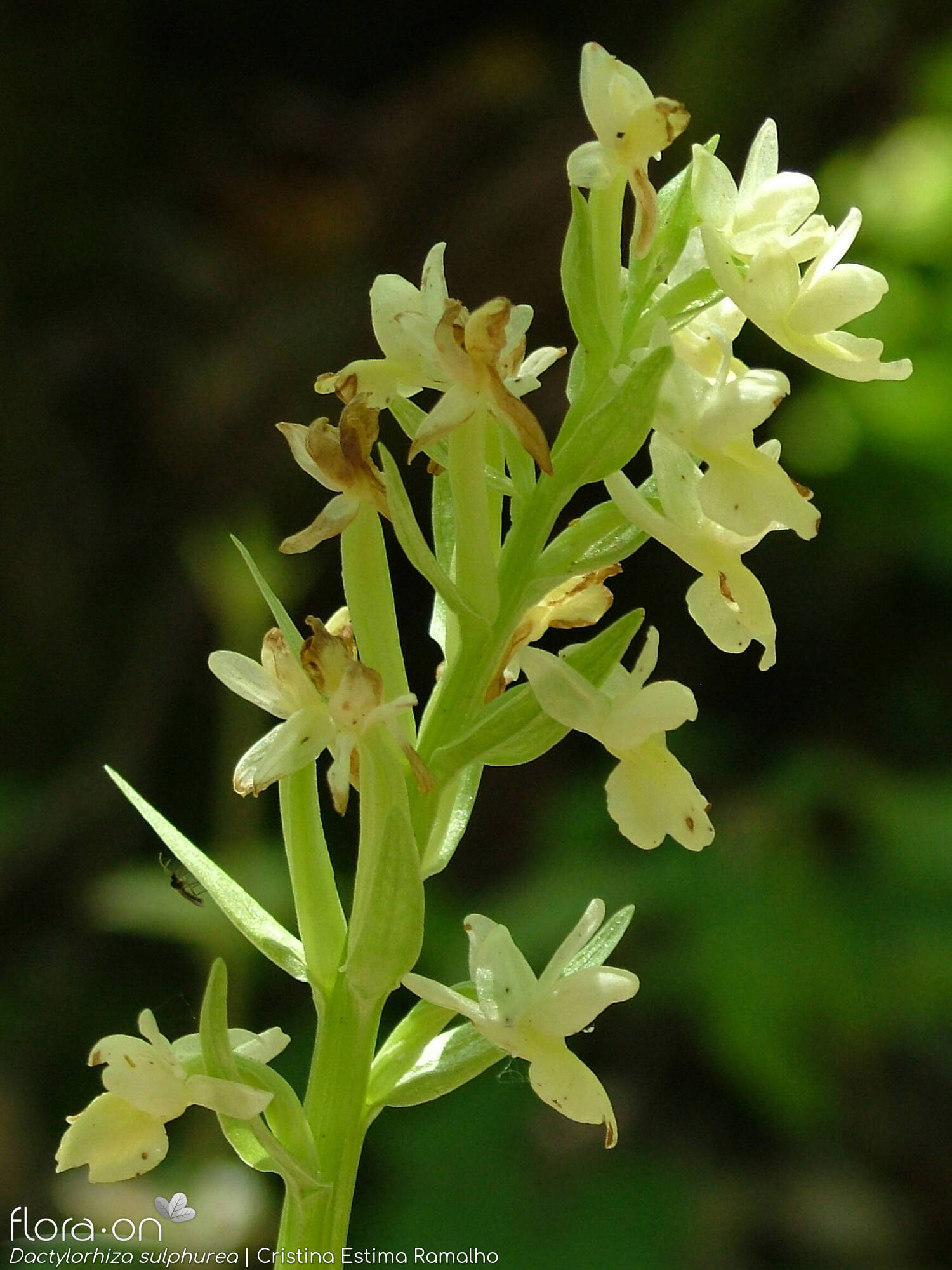 Dactylorhiza sulphurea - Flor (geral) | Cristina Estima Ramalho; CC BY-NC 4.0