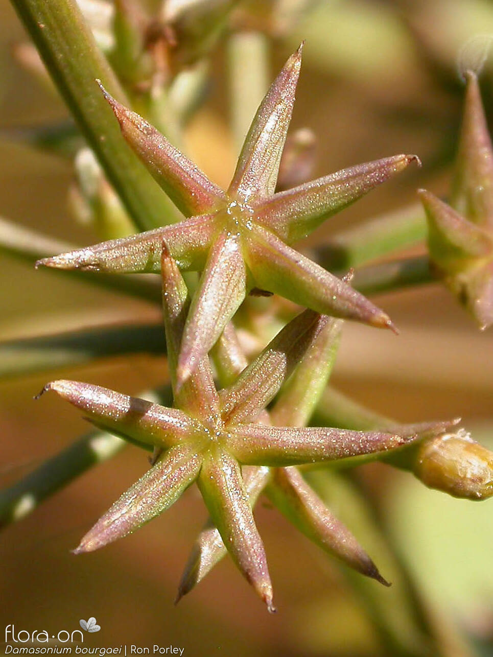 Damasonium bourgaei