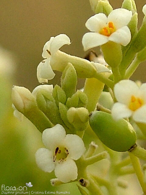 Daphne gnidium - Flor (close-up) | Cristina Estima Ramalho; CC BY-NC 4.0