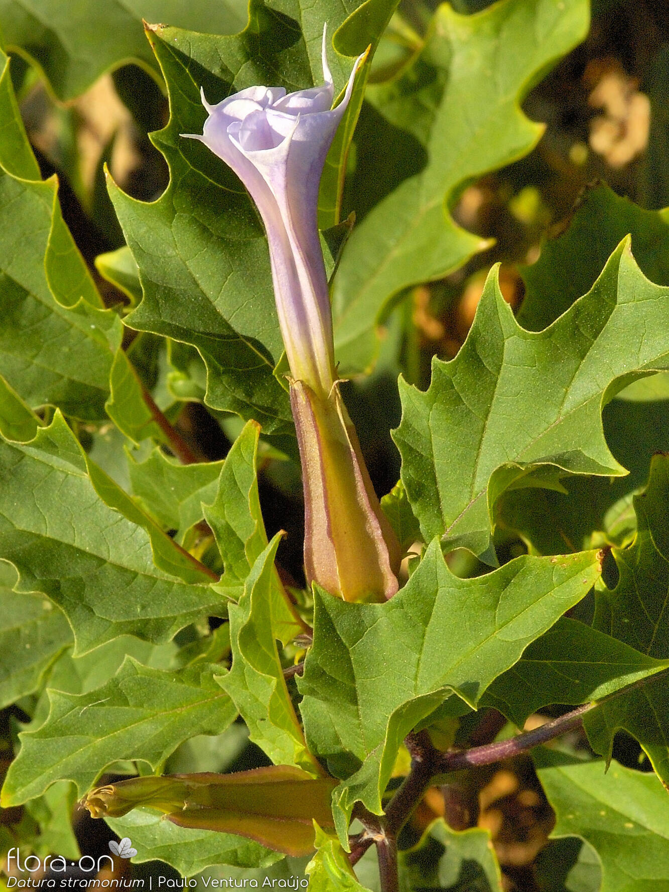 Datura stramonium - Flor (close-up) | Paulo Ventura Araújo; CC BY-NC 4.0
