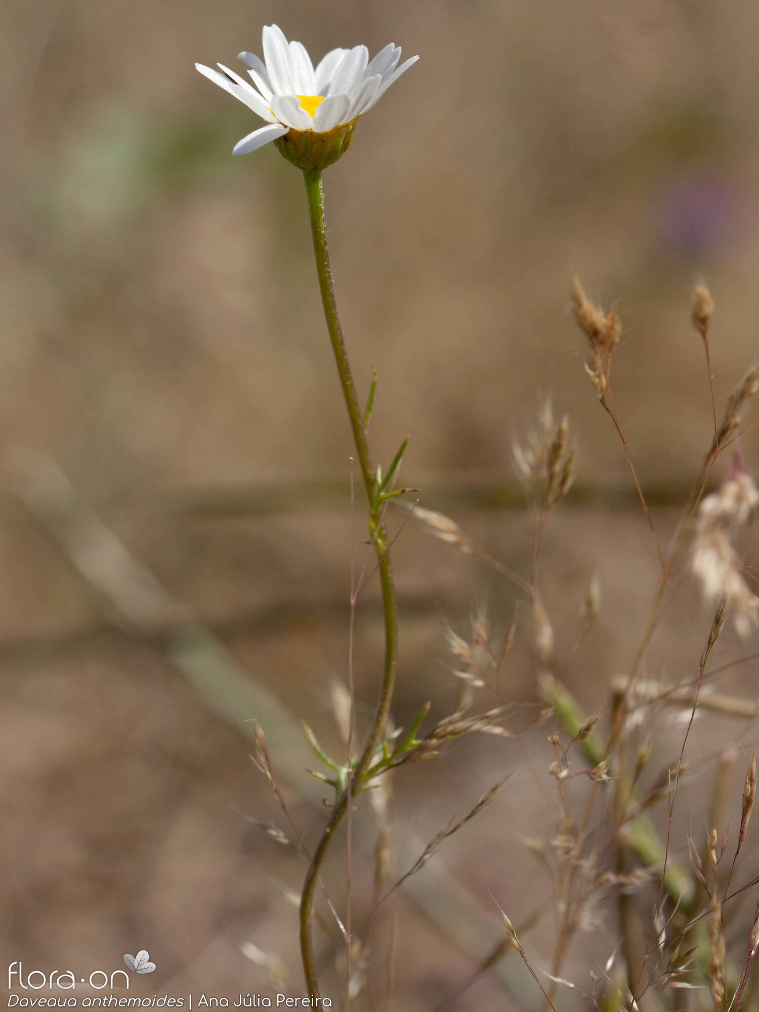 Daveaua anthemoides - Flor (geral) | Ana Júlia Pereira; CC BY-NC 4.0