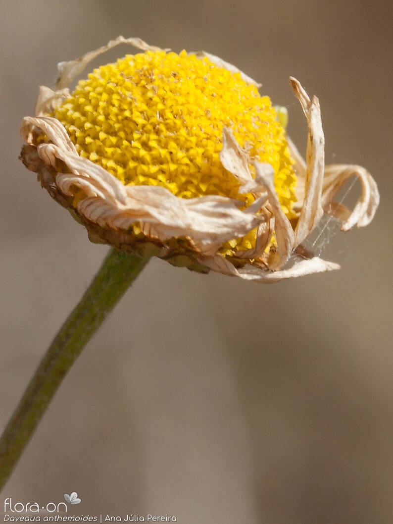 Daveaua anthemoides - Capítulo frutífero | Ana Júlia Pereira; CC BY-NC 4.0