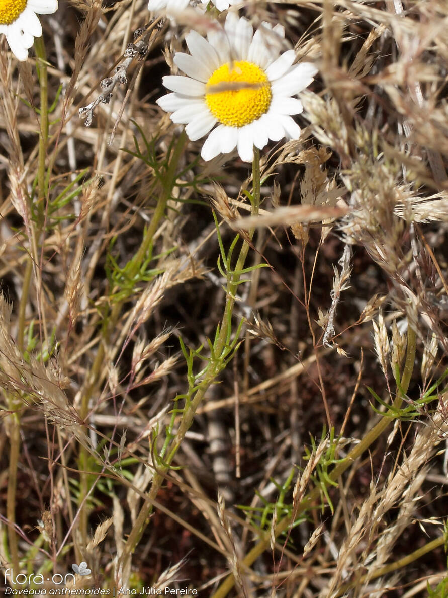 Daveaua anthemoides - Flor (geral) | Ana Júlia Pereira; CC BY-NC 4.0