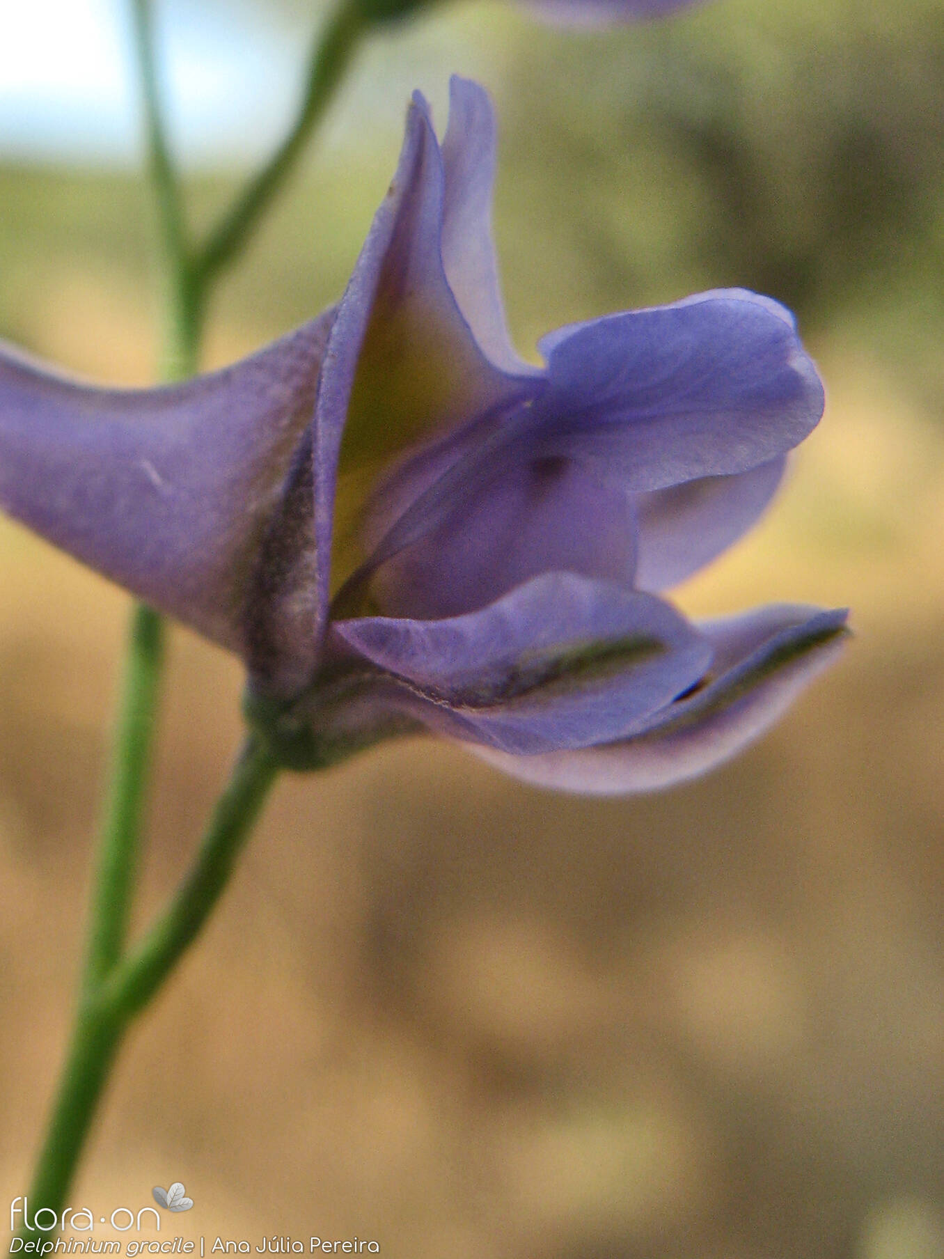 Delphinium gracile - Flor (close-up) | Ana Júlia Pereira; CC BY-NC 4.0