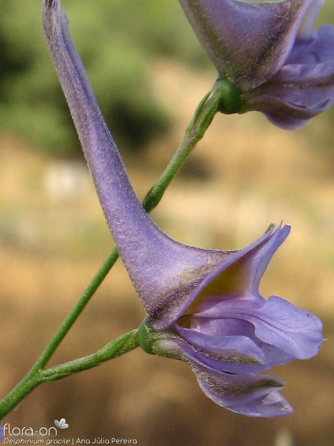 Delphinium gracile - Flor (close-up) | Ana Júlia Pereira; CC BY-NC 4.0