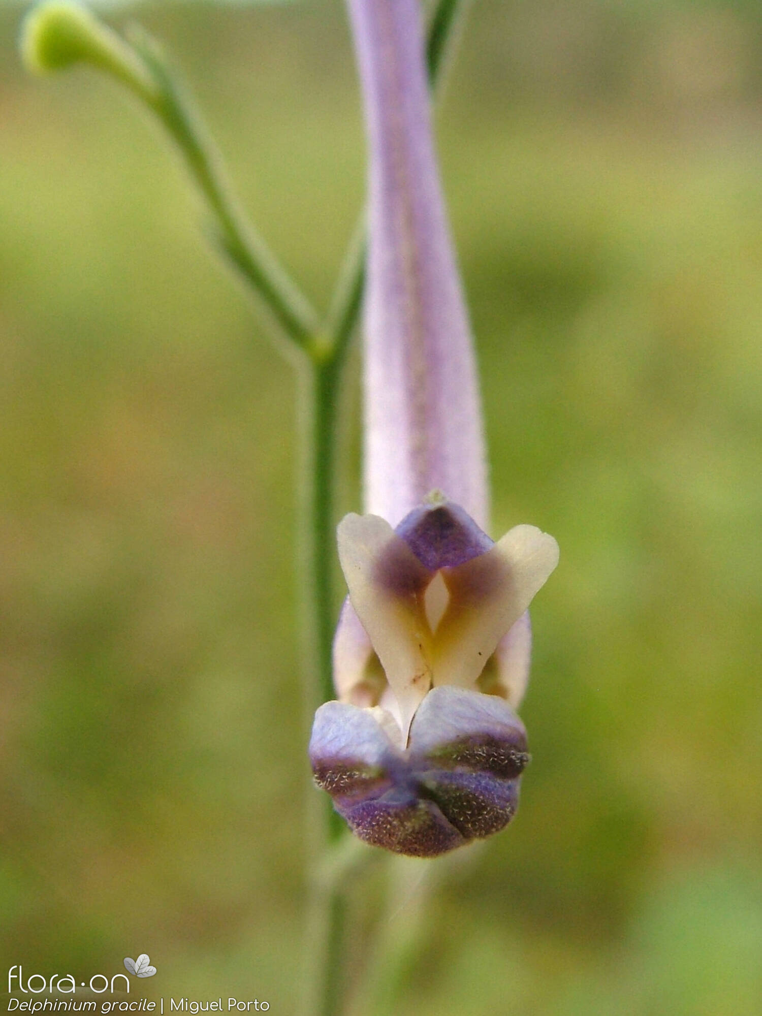Delphinium gracile - Flor (close-up) | Miguel Porto; CC BY-NC 4.0