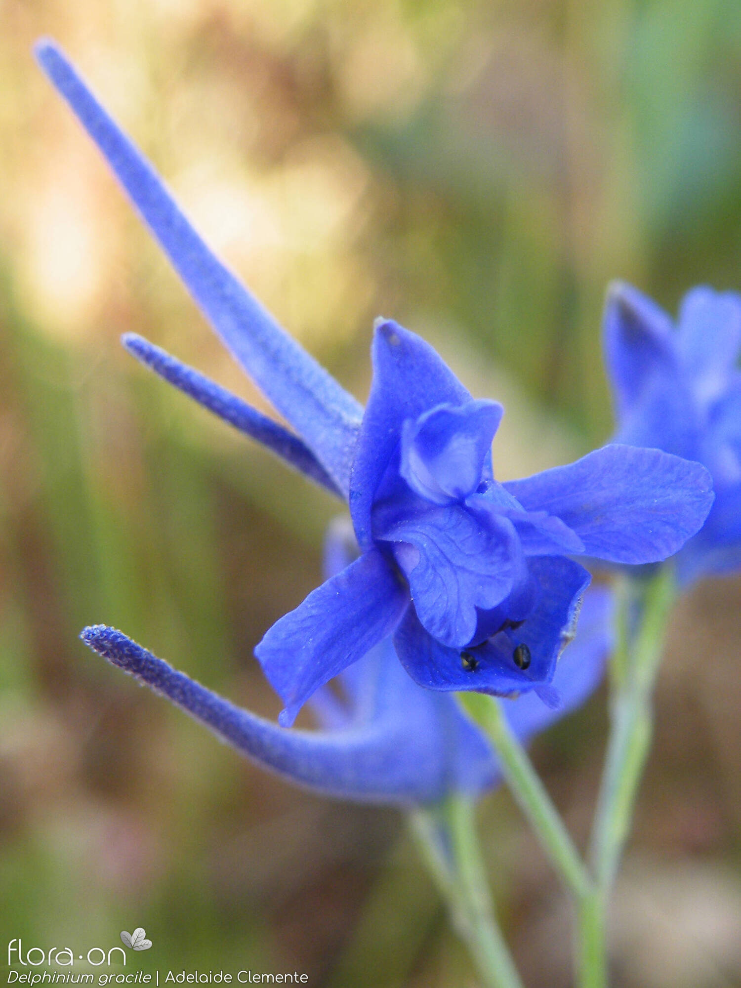 Delphinium gracile - Flor (close-up) | Adelaide Clemente; CC BY-NC 4.0
