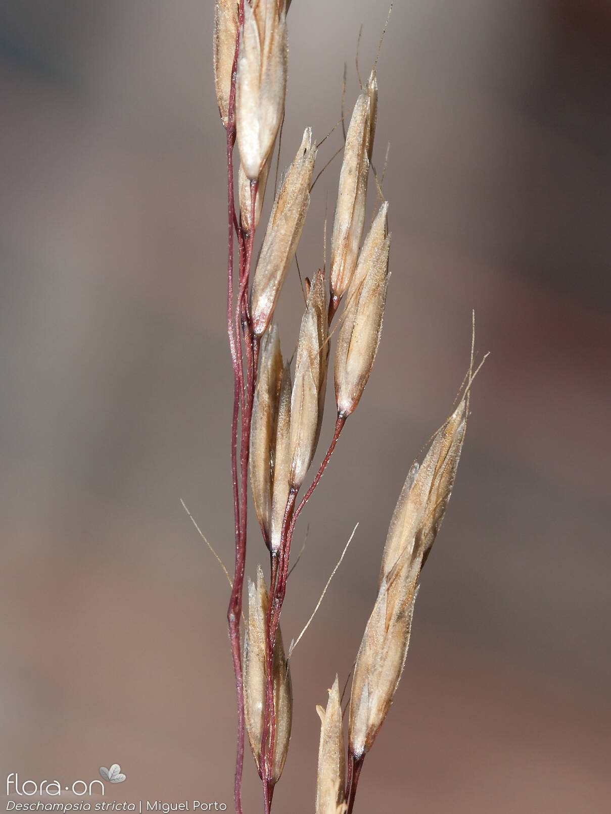 Deschampsia stricta - Flor (close-up) | Miguel Porto; CC BY-NC 4.0