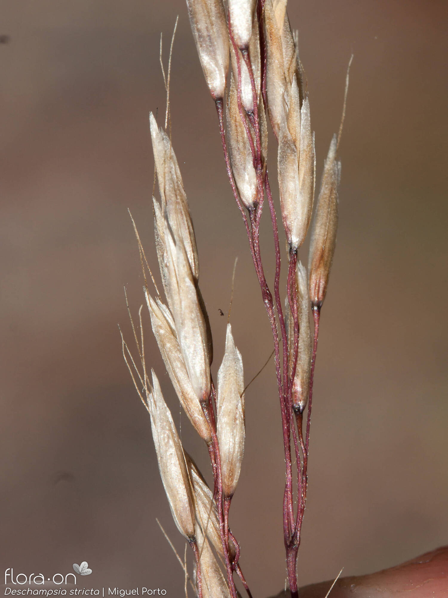 Deschampsia stricta - Flor (close-up) | Miguel Porto; CC BY-NC 4.0