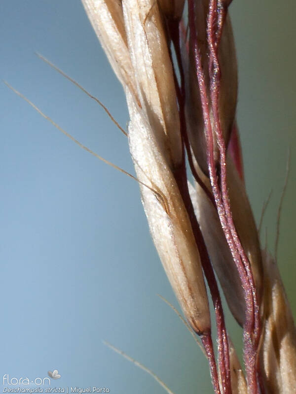 Deschampsia stricta - Espigueta | Miguel Porto; CC BY-NC 4.0