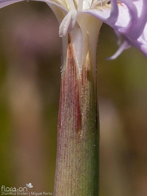 Dianthus broteri - Cálice | Miguel Porto; CC BY-NC 4.0