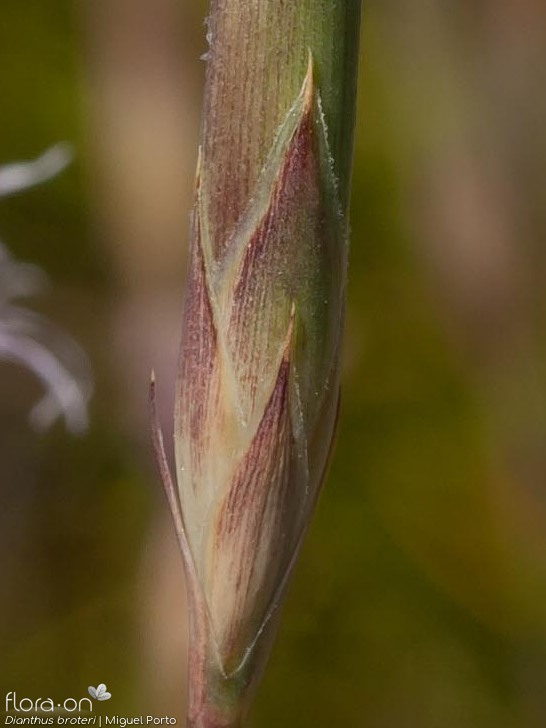 Dianthus broteri - Bráctea | Miguel Porto; CC BY-NC 4.0