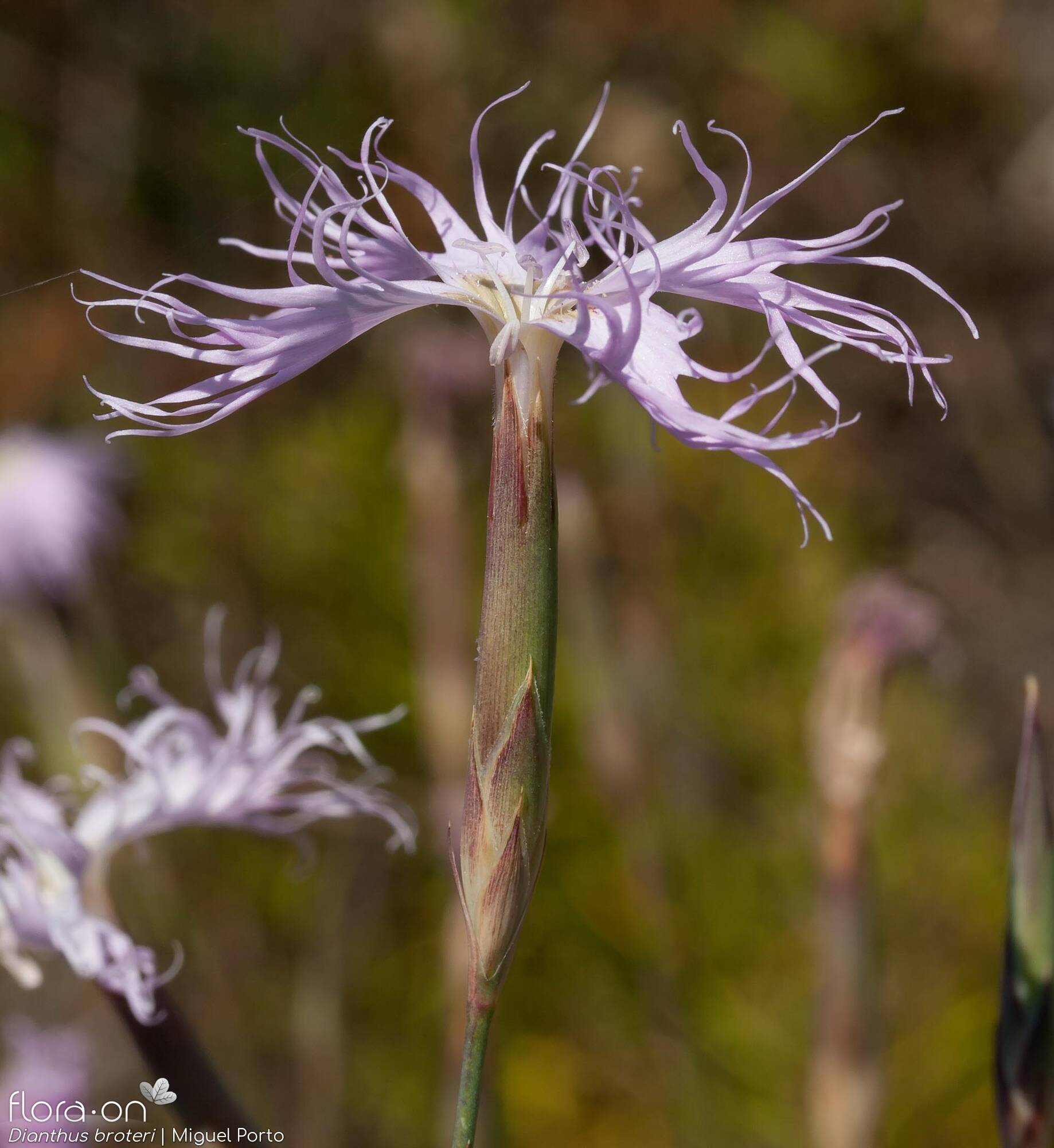 Dianthus broteri - Flor (close-up) | Miguel Porto; CC BY-NC 4.0